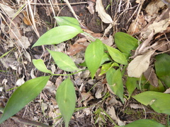 Ruscus