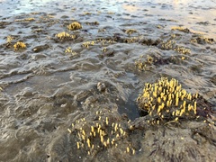 Ciocalypta polymastia