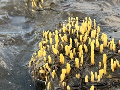 Ciocalypta polymastia