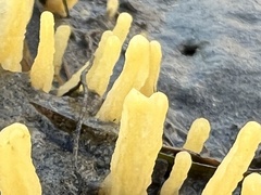 Ciocalypta polymastia