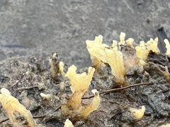 Ciocalypta polymastia