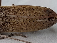 Hesperophanes sericeus