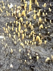 Ciocalypta polymastia