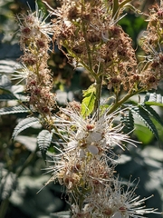 Sorbaria sorbifolia