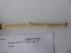 Salix × multinervis