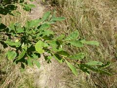 Salix × multinervis