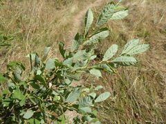 Salix × multinervis