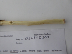 Salix × multinervis