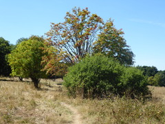 Salix × multinervis