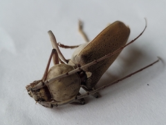 Hesperophanes sericeus