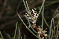 Hakea cycloptera
