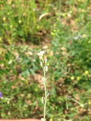Lepidium sativum