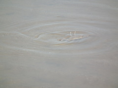 Macrophthalmus