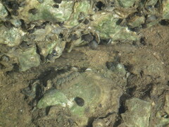 Acanthochitona rubrolineata