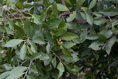 Maytenus undata