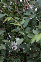 Maytenus undata