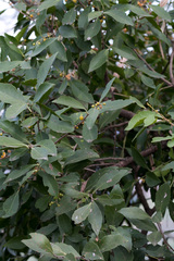 Maytenus undata