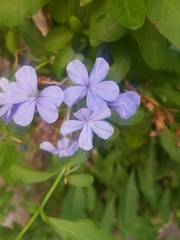 Plumbago auriculata