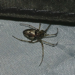 Araneoidea