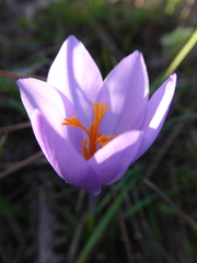 Crocus serotinus