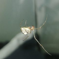 Araneoidea