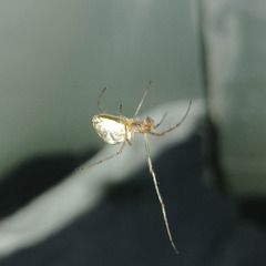 Araneoidea