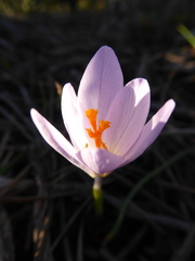 Crocus serotinus