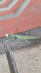 Hierodula transcaucasica