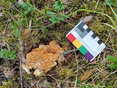 Ramaria boreimaxima
