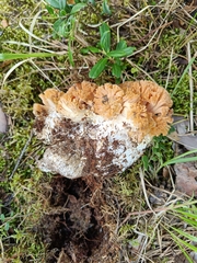 Ramaria boreimaxima