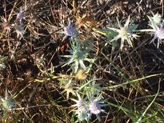 Eryngium hookeri