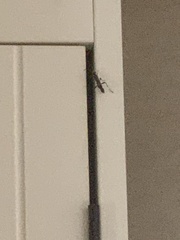 Chalybion bengalense