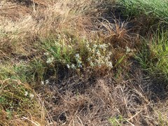 Eryngium hookeri