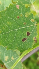 Aceria varia
