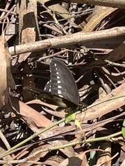 Papilio jacksoni