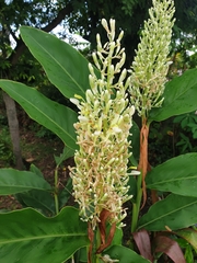 Alpinia galanga