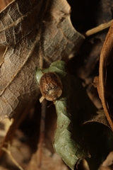 Hypocassida subferruginea