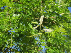 Mimosa caesalpiniifolia