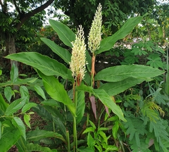 Alpinia galanga