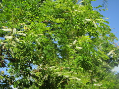 Mimosa caesalpiniifolia