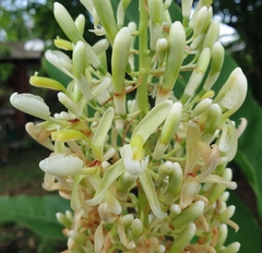 Alpinia galanga
