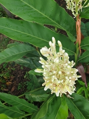 Alpinia galanga