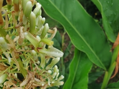 Alpinia galanga