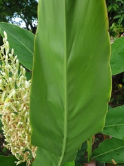 Alpinia galanga