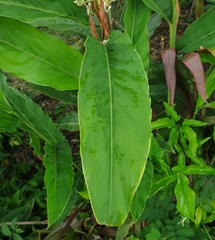 Alpinia galanga