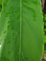 Alpinia galanga