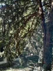 Taxus baccata