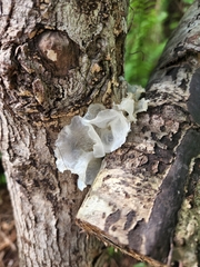 Tremella fuciformis