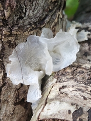 Tremella fuciformis