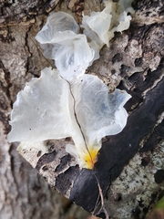 Tremella fuciformis